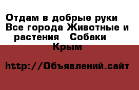 Отдам в добрые руки  - Все города Животные и растения » Собаки   . Крым